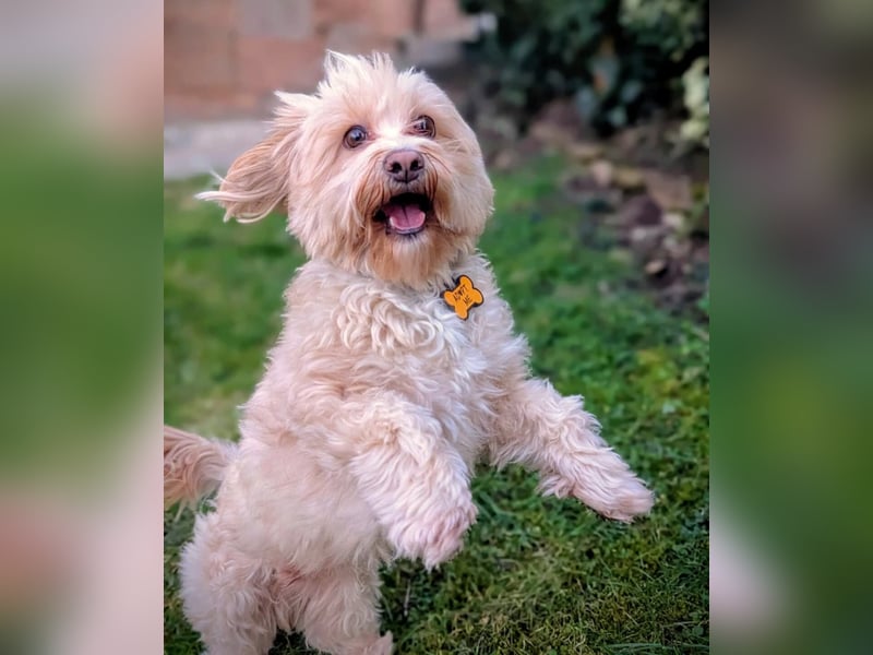 Rudi - ein süßer kleiner Hund