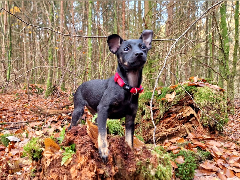 Behaarte Xoloitzcuintle Hündin