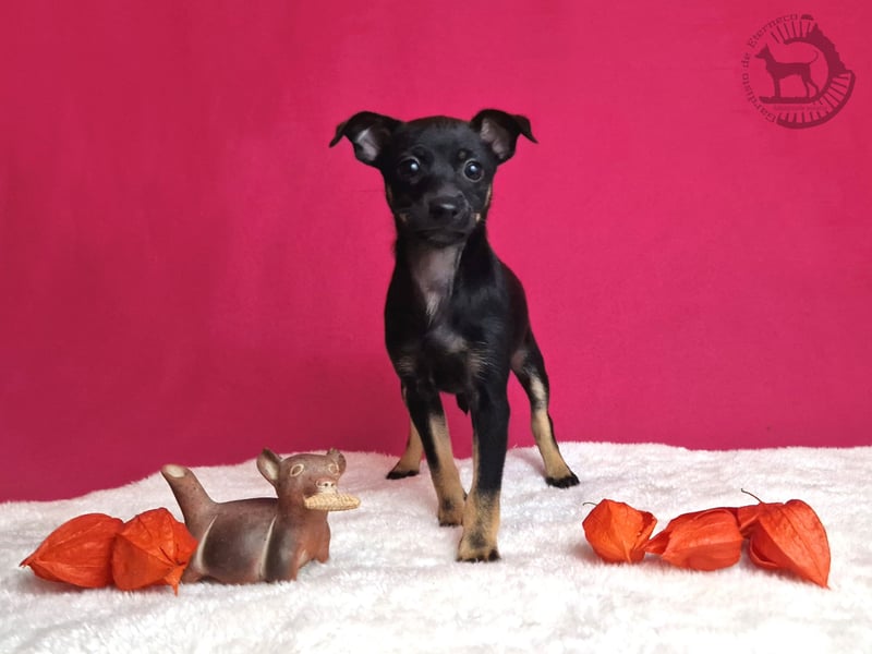 Behaarte Xoloitzcuintle Hündin