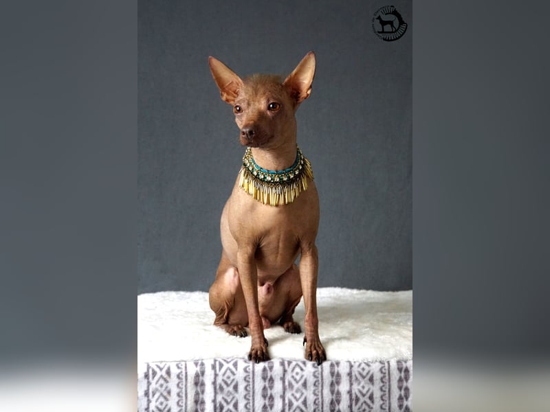 Behaarte Xoloitzcuintle Hündin