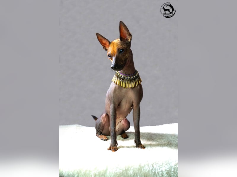 Behaarte Xoloitzcuintle Hündin