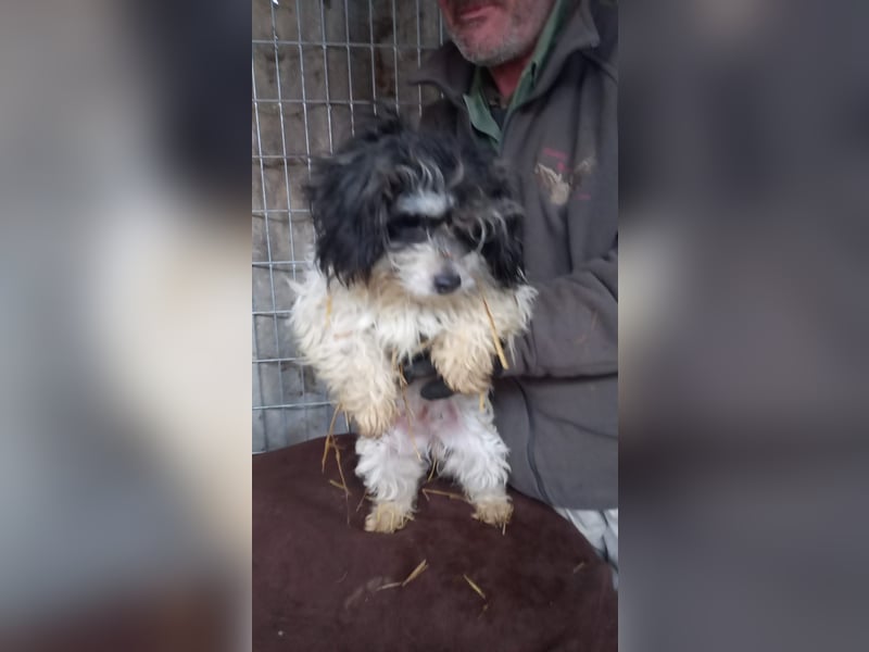 Pötyi2 PP– Maltipoowelpin sucht Kuschelkörbchen