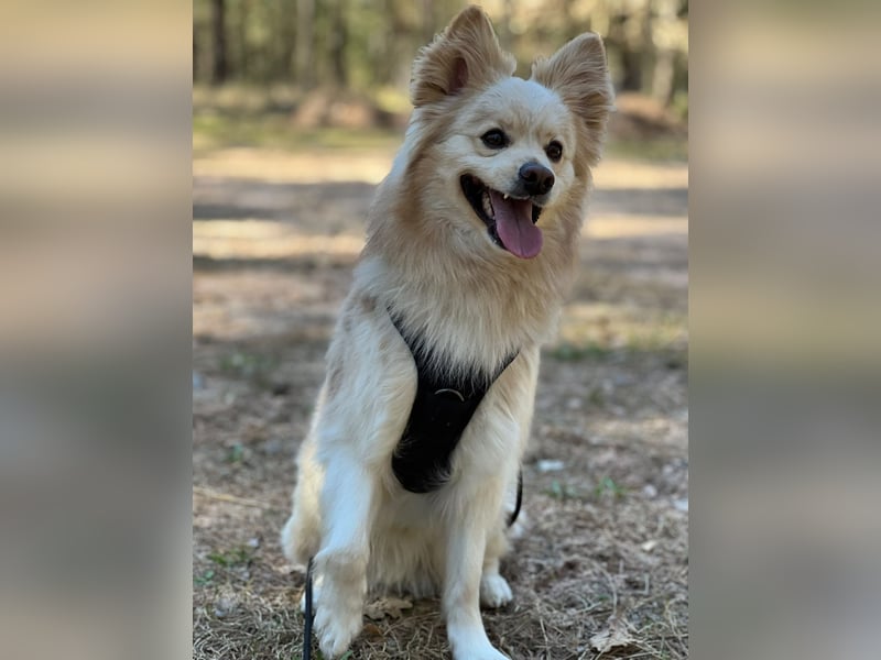 Liebevoller Milow sucht ein neues Zuhause.