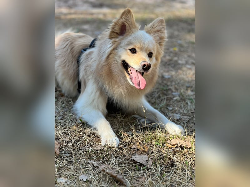 Liebevoller Milow sucht ein neues Zuhause.