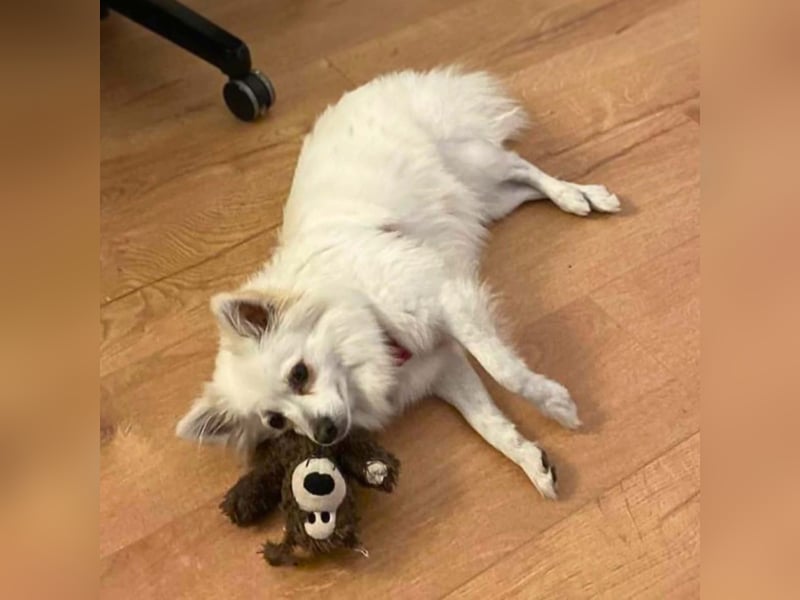 Stella - ist intelligent&verspielt