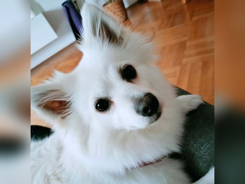 Stella - ist intelligent&verspielt