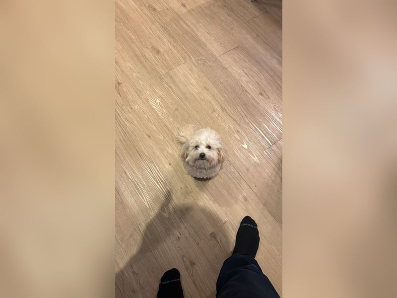 Maltipoo Rüde