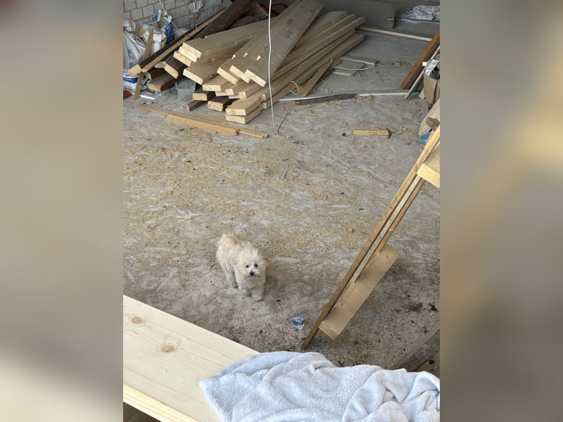 Maltipoo Rüde