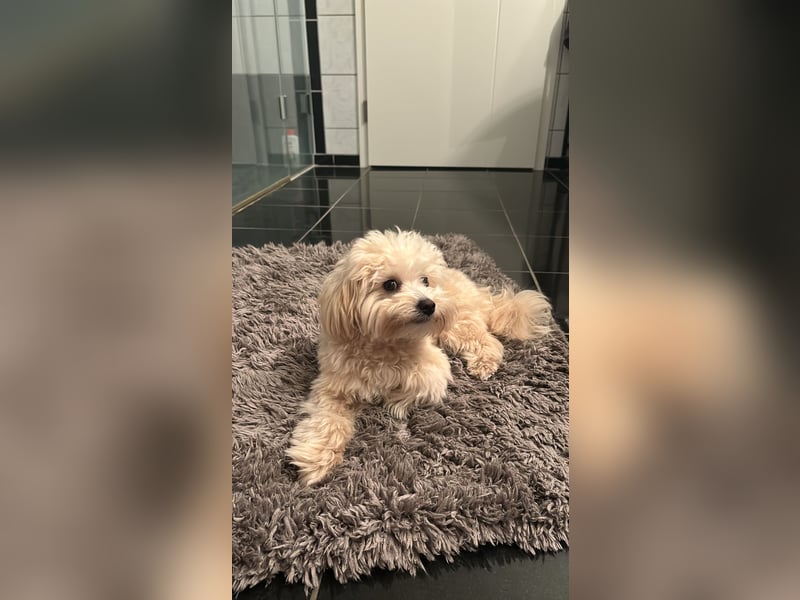 Maltipoo Rüde