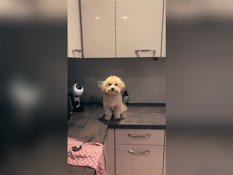 Maltipoo Rüde