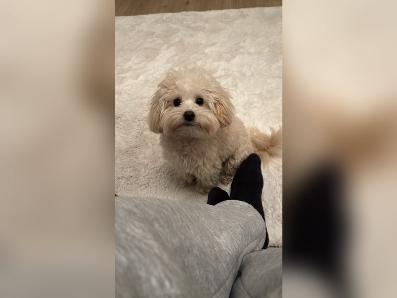 Maltipoo Rüde