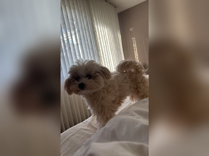Maltipoo Rüde
