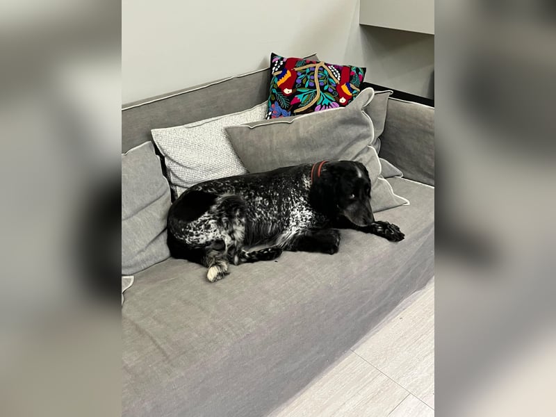 Russischer Spaniel Pappi sucht seine Familie!