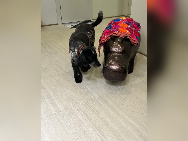 Russischer Spaniel Pappi sucht seine Familie!