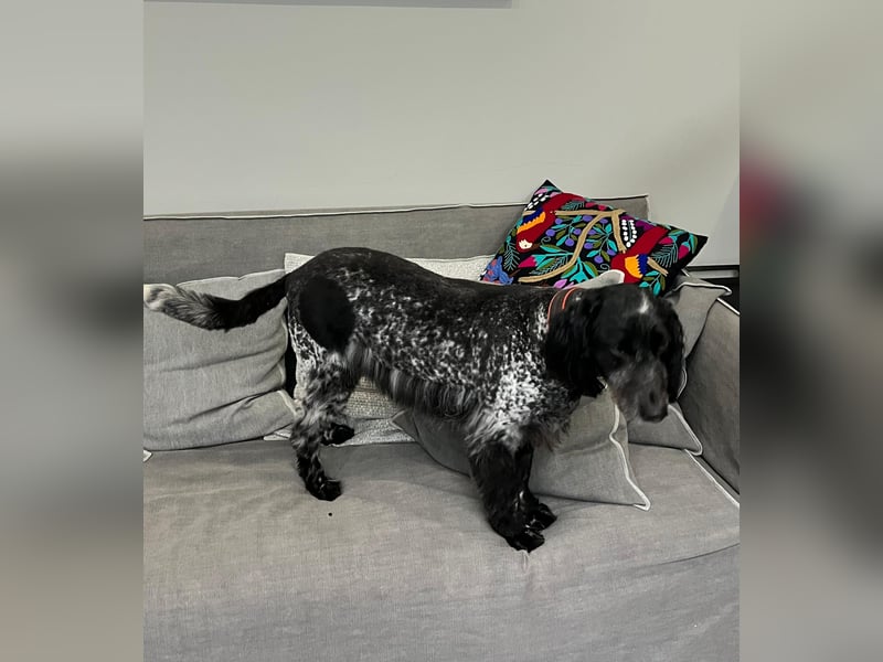 Russischer Spaniel Pappi sucht seine Familie!