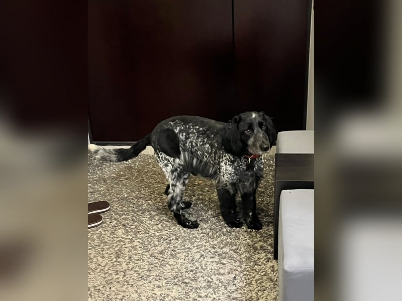 Russischer Spaniel Pappi sucht seine Familie!