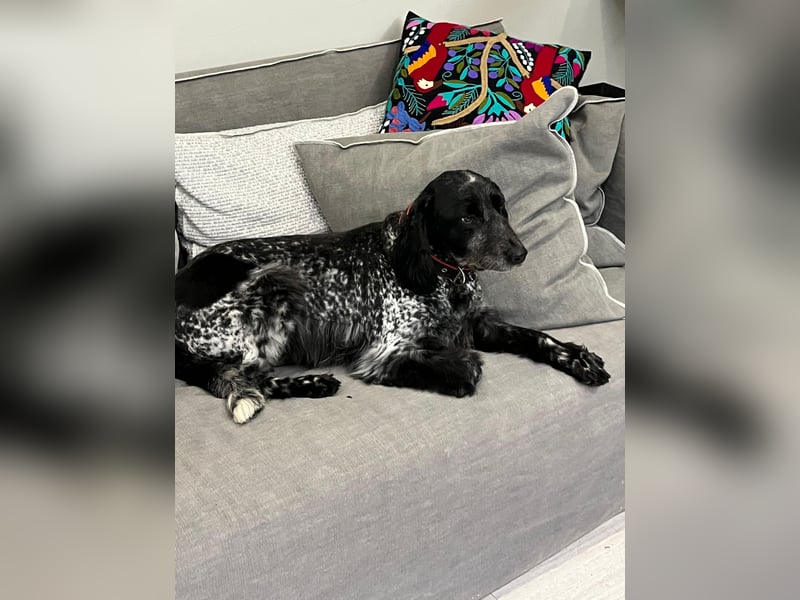 Russischer Spaniel Pappi sucht seine Familie!