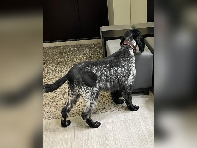 Russischer Spaniel Pappi sucht seine Familie!