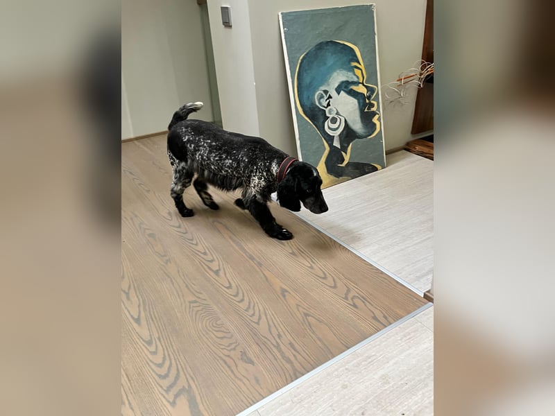 Russischer Spaniel Pappi sucht seine Familie!