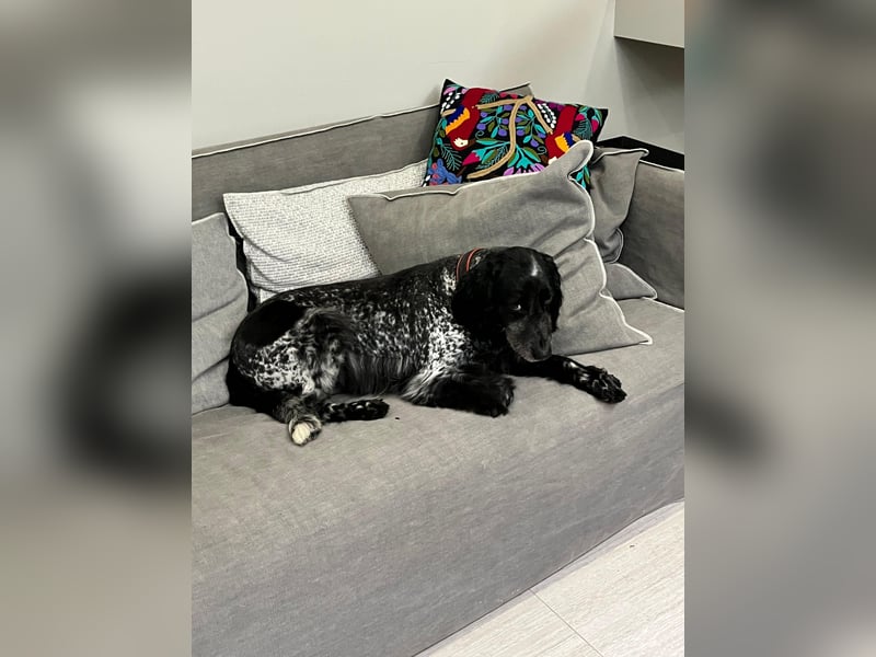 Russischer Spaniel Pappi sucht seine Familie!