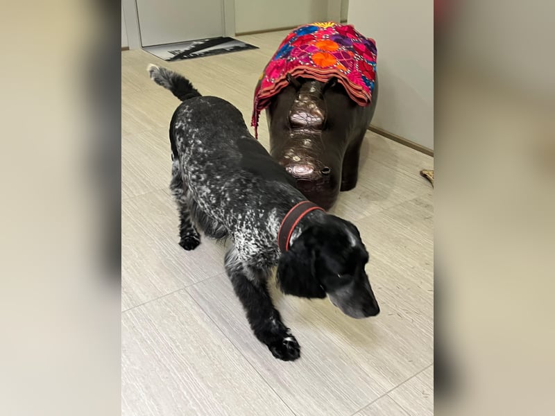 Russischer Spaniel Pappi sucht seine Familie!