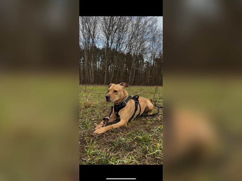 Dreijährige Mischlingshündin