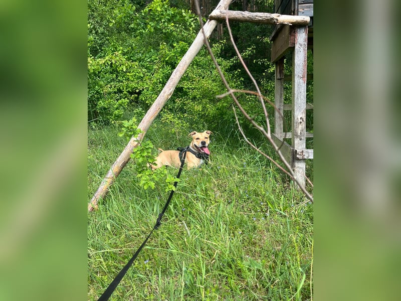 Dreijährige Mischlingshündin