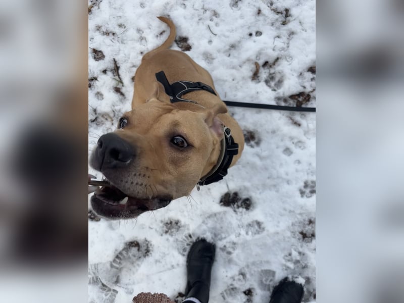 Dreijährige Mischlingshündin