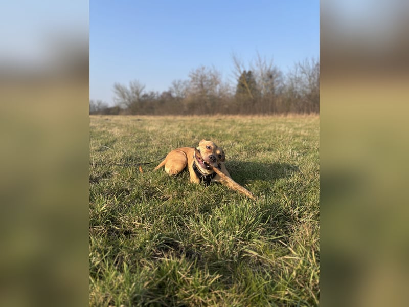 Dreijährige Mischlingshündin