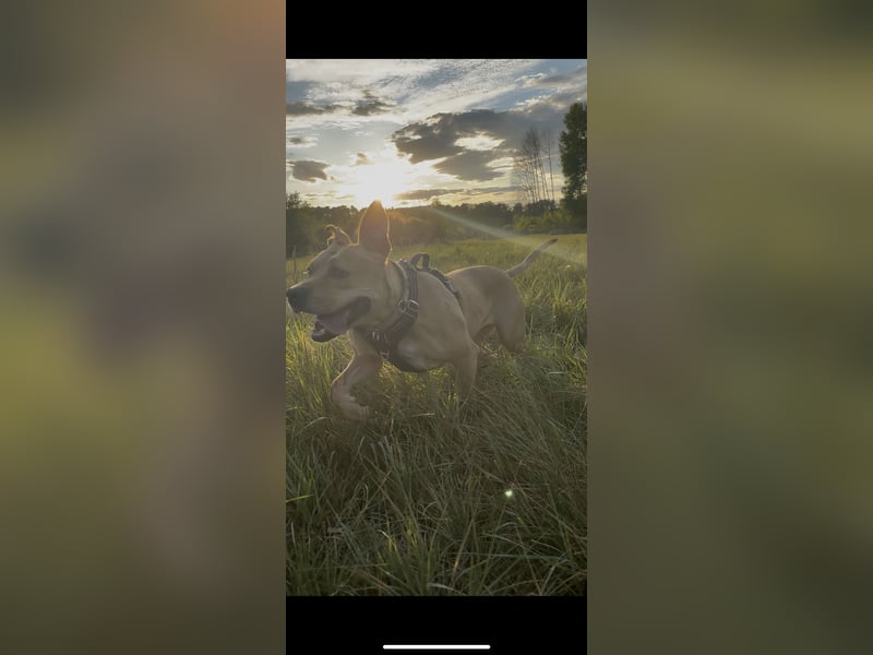 Dreijährige Mischlingshündin