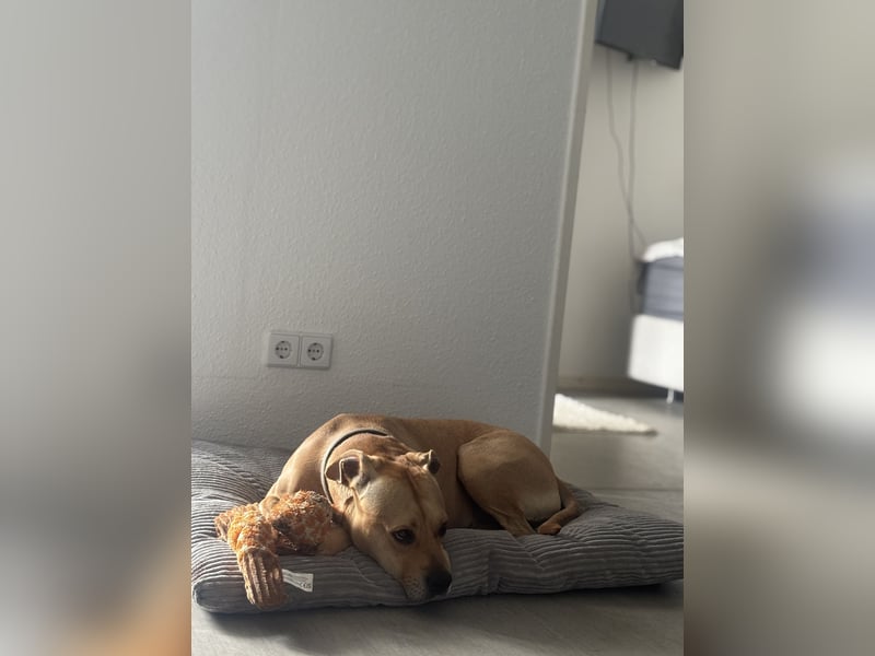 Dreijährige Mischlingshündin