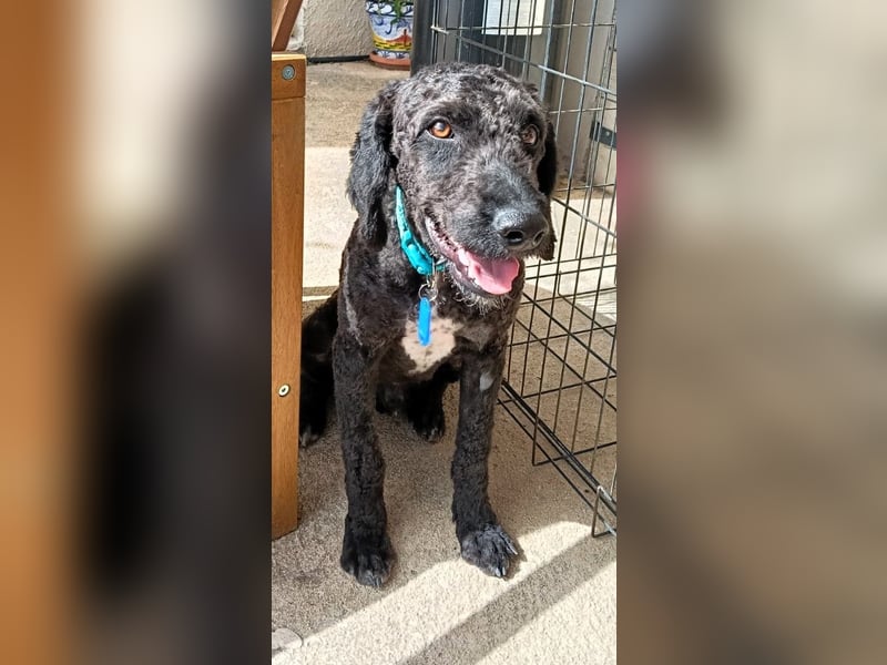 KOBY - der fröhliche Fellball sucht sein Zuhause