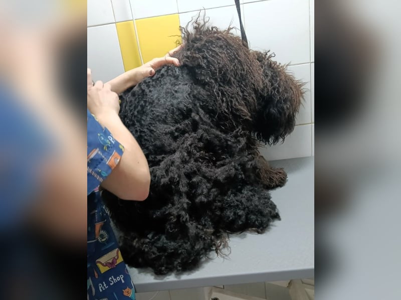 KOBY - der fröhliche Fellball sucht sein Zuhause