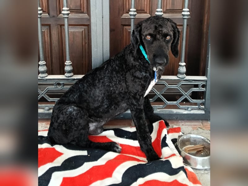 KOBY - der fröhliche Fellball sucht sein Zuhause