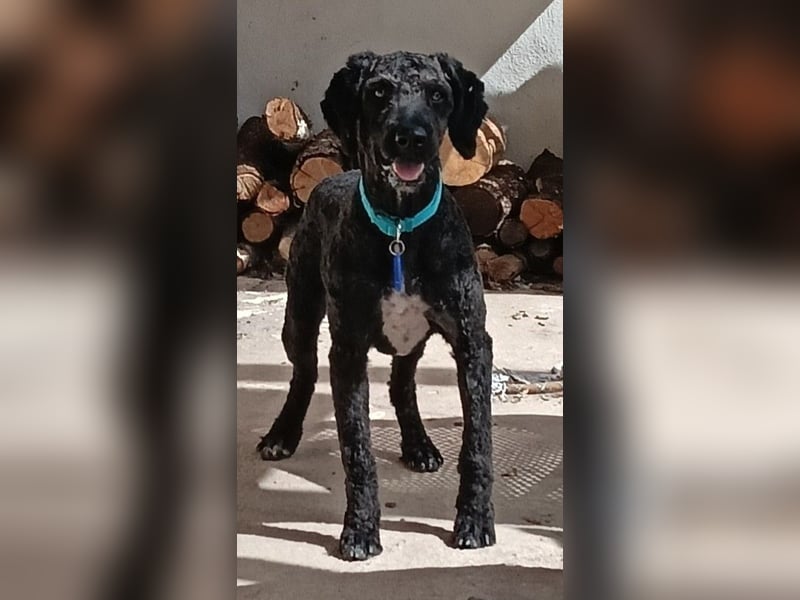 KOBY - der fröhliche Fellball sucht sein Zuhause