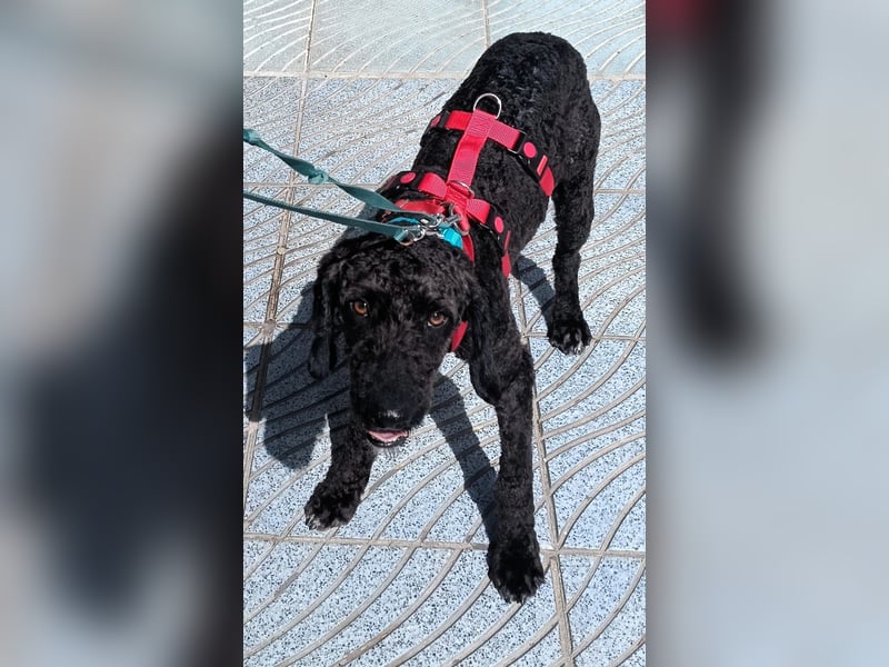 KOBY - der fröhliche Fellball sucht sein Zuhause