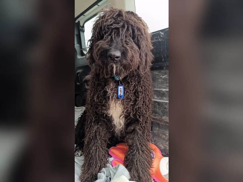 KOBY - der fröhliche Fellball sucht sein Zuhause