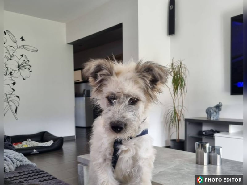 Julchen, zarte Seele sucht ihr Zuhause, Ps in 86633 Neuburg a.d.Donau