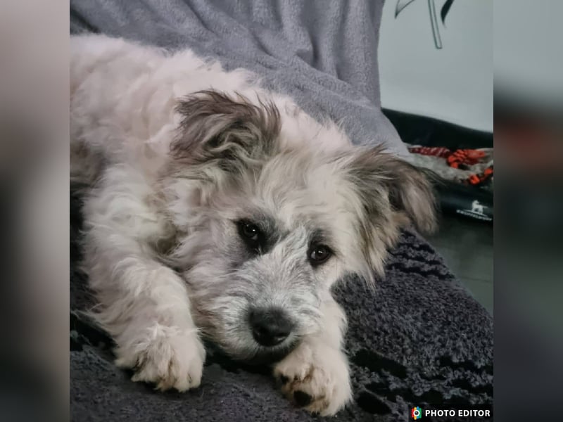 Julchen, zarte Seele sucht ihr Zuhause, Ps in 86633 Neuburg a.d.Donau