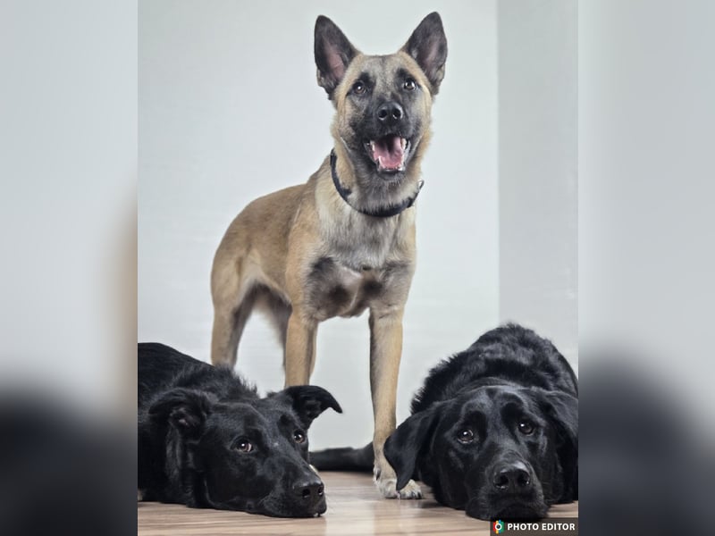 Jane, Kuschelqueen mit Köpfchen und Tatendrang, PS in 94078 Freyung