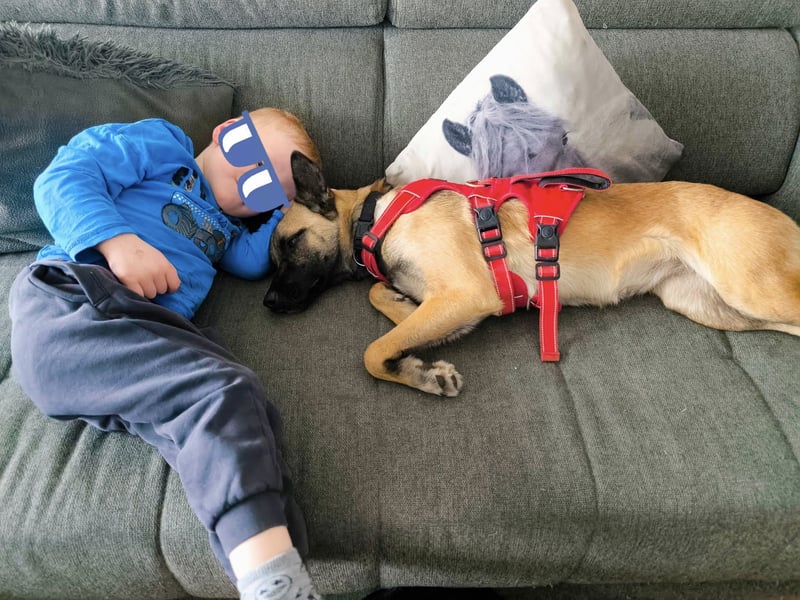 Jane, Kuschelqueen mit Köpfchen und Tatendrang, PS in 94078 Freyung