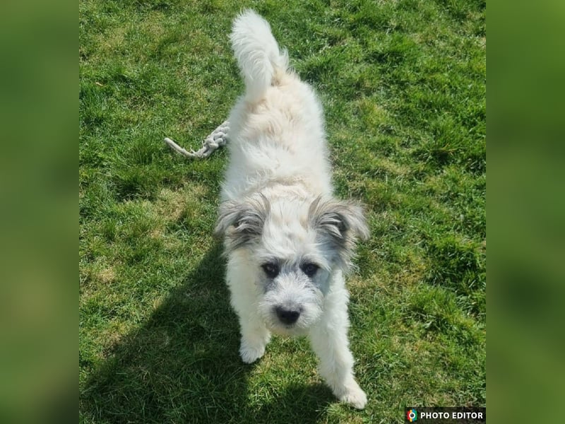 Julchen, zarte Seele sucht ihr Zuhause, Ps in 86633 Neuburg a.d.Donau