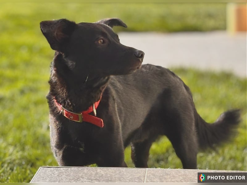 Feivel, bildhübscher Junghund sucht sicheren Hafen, PS in 86633 Neuburg