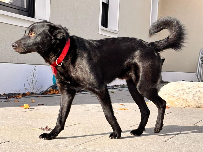 Feivel, bildhübscher Junghund sucht sicheren Hafen, PS in 86633 Neuburg
