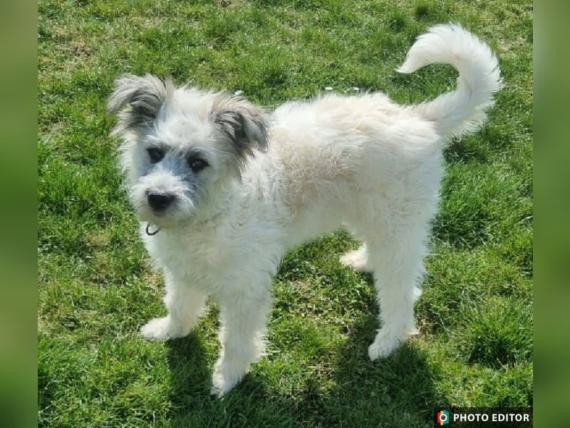 Julchen, zarte Seele sucht ihr Zuhause, Ps in 86633 Neuburg a.d.Donau