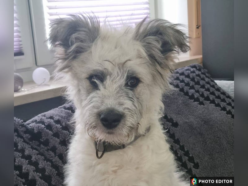 Julchen, zarte Seele sucht ihr Zuhause, Ps in 86633 Neuburg a.d.Donau