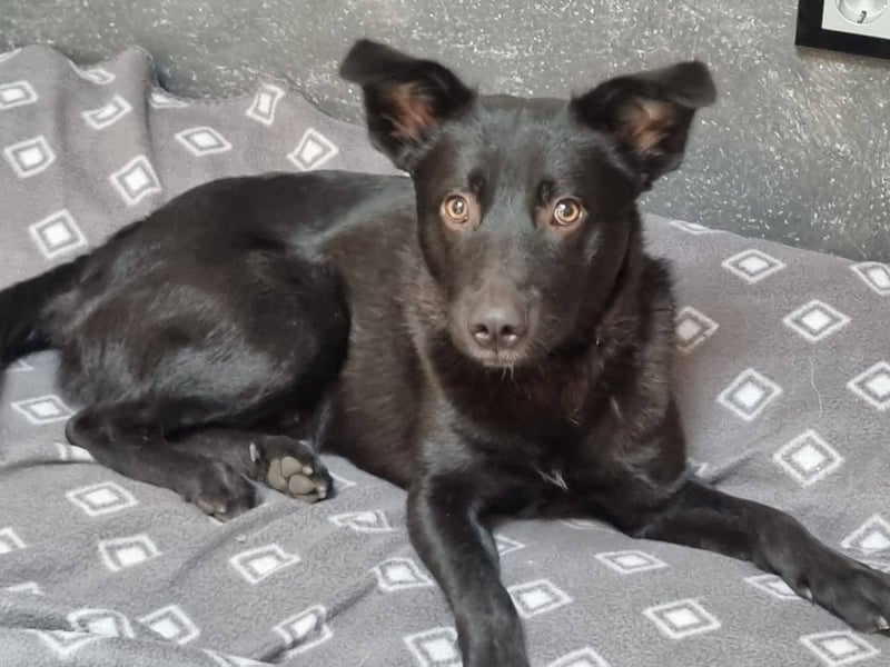 Feivel, bildhübscher Junghund sucht sicheren Hafen, PS in 86633 Neuburg