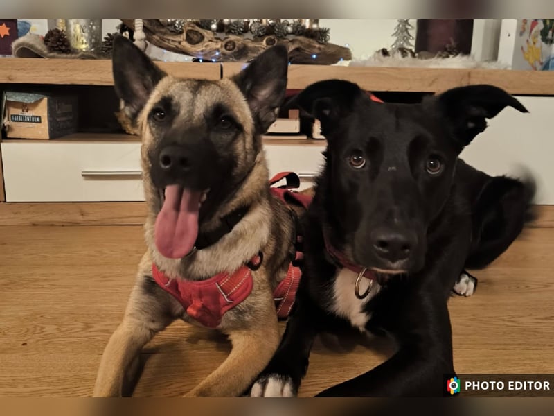 Jane, Kuschelqueen mit Köpfchen und Tatendrang, PS in 94078 Freyung