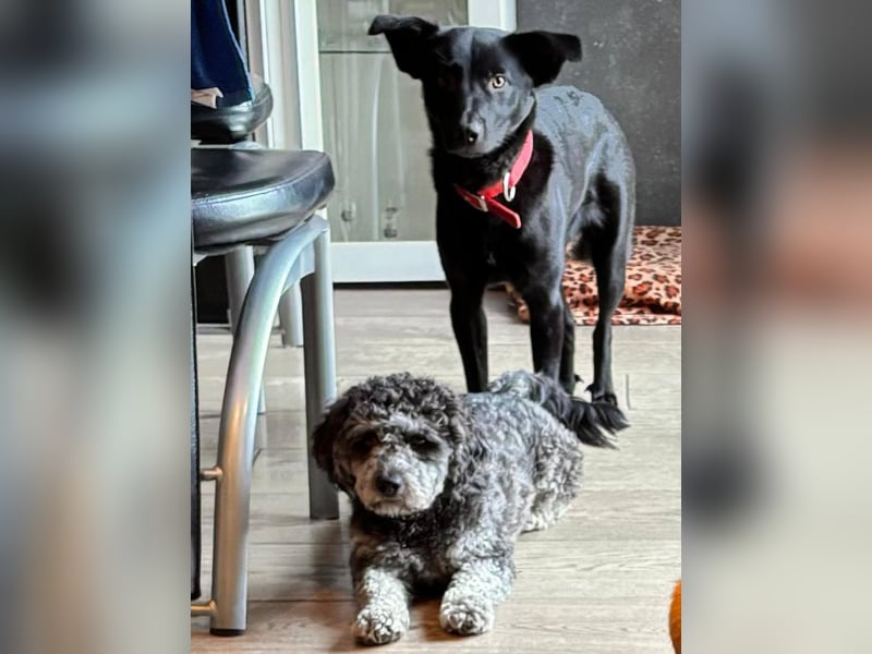 Feivel, bildhübscher Junghund sucht sicheren Hafen, PS in 86633 Neuburg