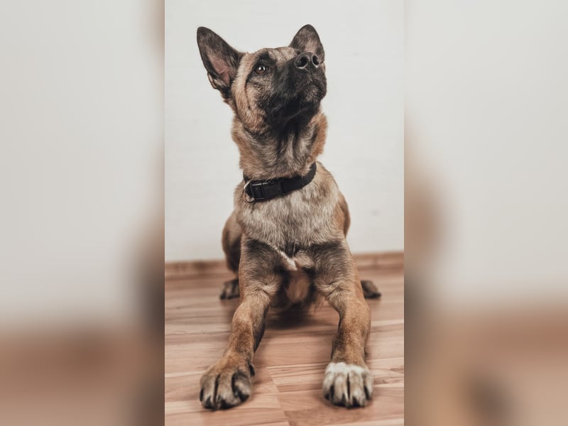 Jane, Kuschelqueen mit Köpfchen und Tatendrang, PS in 94078 Freyung